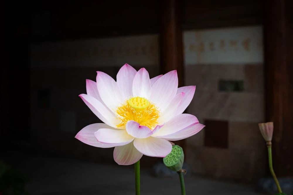 ����Ӧ�ö�����������