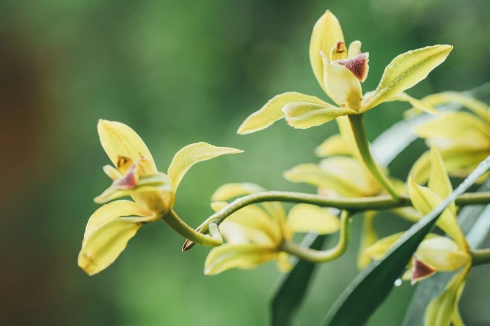 ��ëҰ����Ƥ������