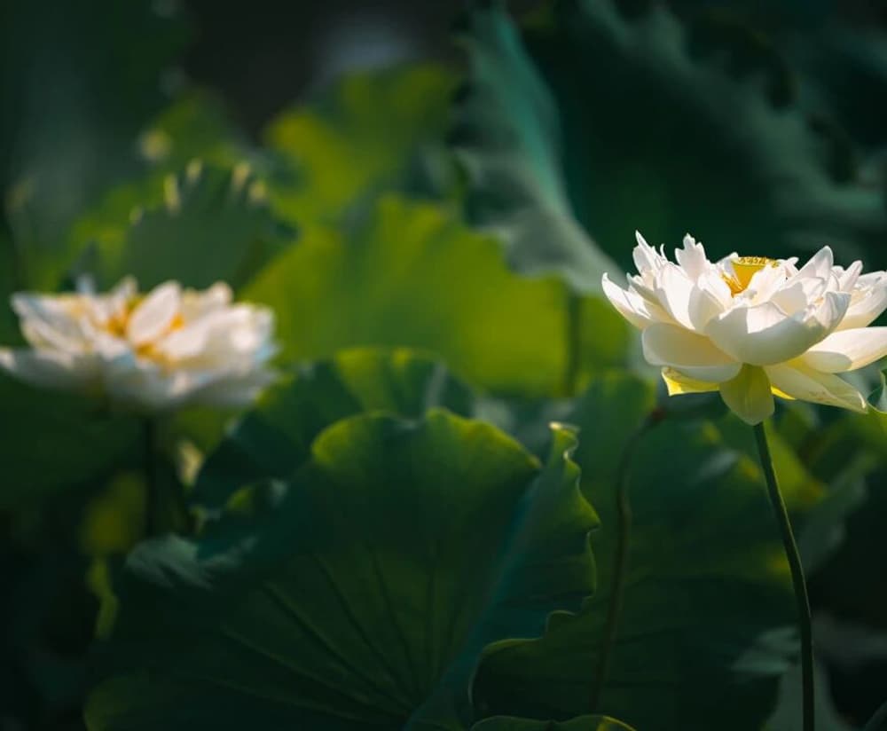 ͨ��һ�з����������ֱ𣬶��ǲ���ʵ��