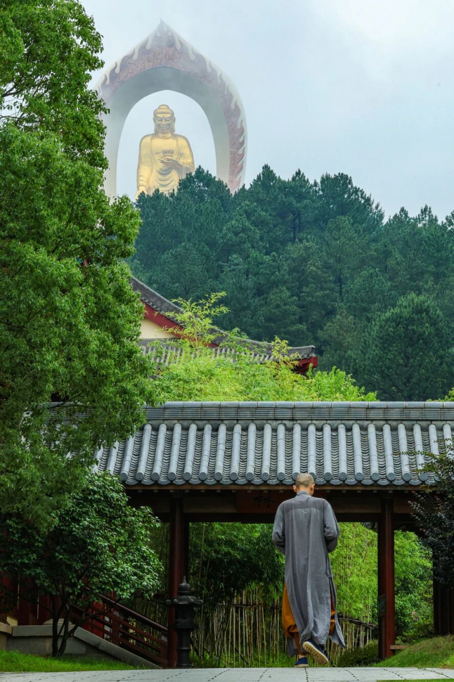 临终的时候到底哪一个种子会成熟
